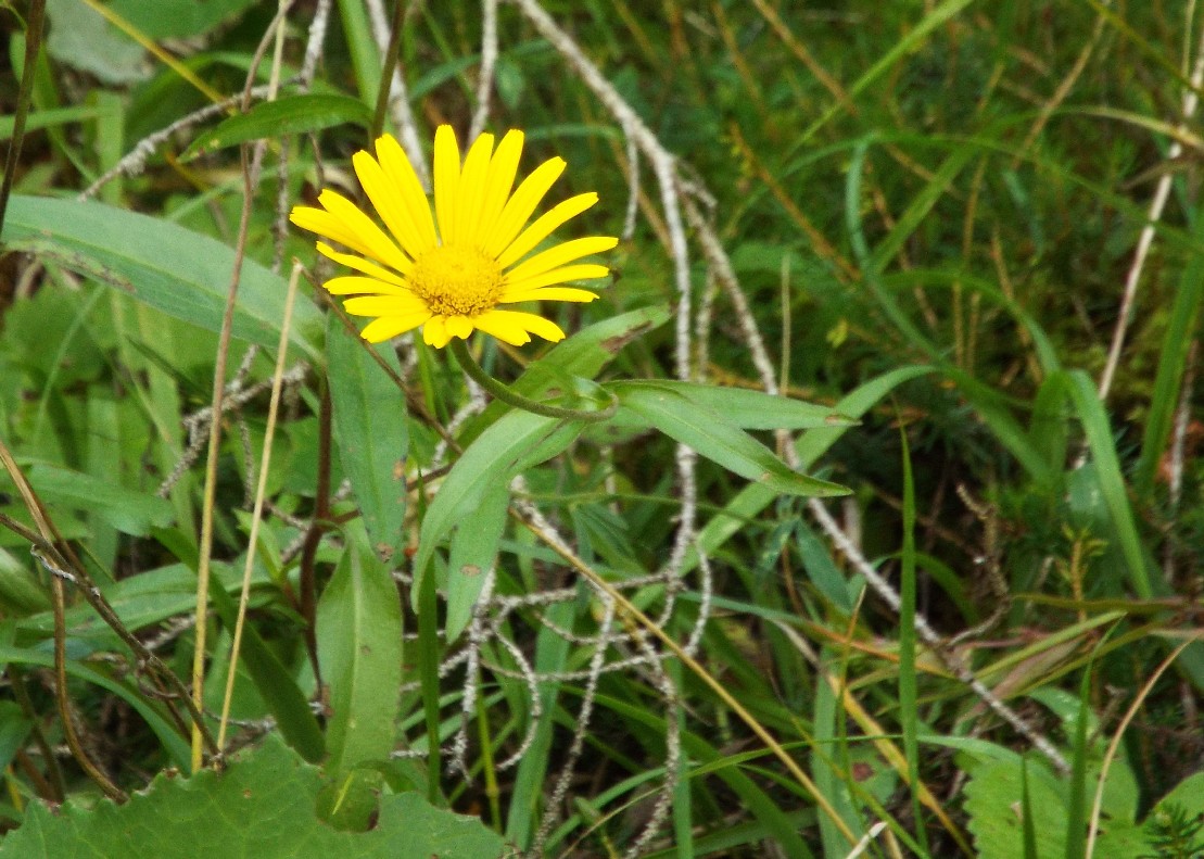 Buphthalmum salicifolium  (Asteraceae)